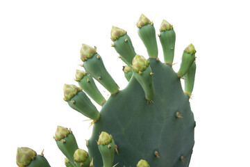 Close-up of prickly pear cactus plant (Opuntia, ficus-indica, prickly pear) with green fruits still attached, isolated on transparent background