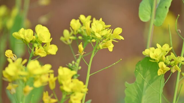 Mustard flowers. It is a plant species in the genera Brassica and Sinapis in the family Brassicaceae. Mustard seed is used as a spice and leaves used greens. Mustard farming. Yellow flower.