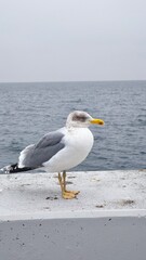 black headed gull