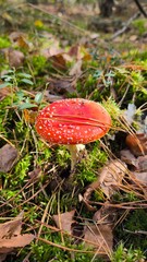 mushrooms, toadstool © Bartlomiej