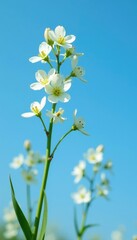 Tall stems with white flowers against a blue sky, stem, tall