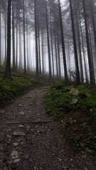 Fototapeta premium path in the forest