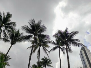 Fototapeta premium Trees on gloomy sky 