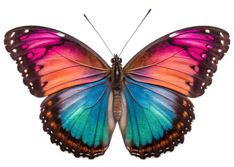 Obraz premium butterfly isolated on white