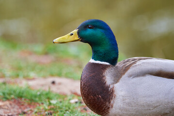 Mallard Male Duck close-up ( Anas platyrhynchos )