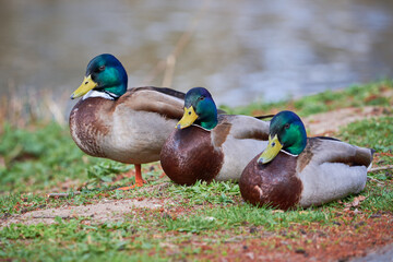 Mallard Male Ducks close-up ( Anas platyrhynchos )