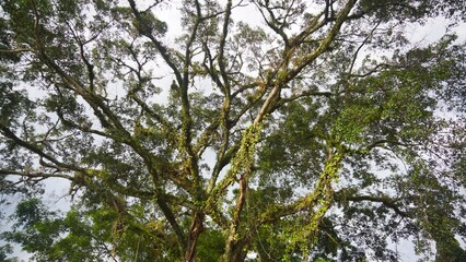 big, tall, mossy trees thousands of years old in the forest
