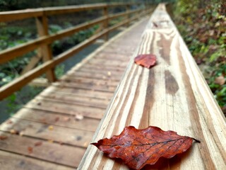 autumn leaves on the bench