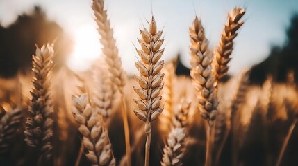 Expansive Wheat Field with Blue Horizon