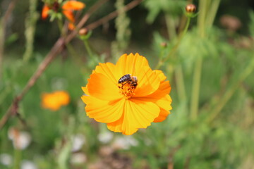 bee on a flower