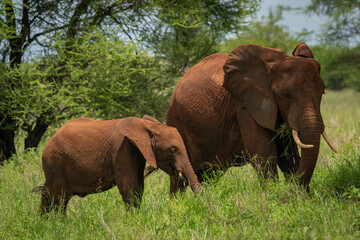 Fototapeta premium Mother and Baby Elephant Walking Together