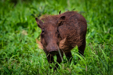 Young Warthog in Lush Green Grassland