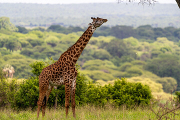 Giraffe Reaching for Food in the Wilderness
