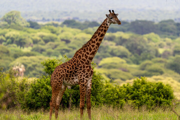 Giraffe Standing Tall in the African Savanna