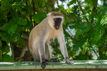 Expressive Vervet Monkey with Open Mouth