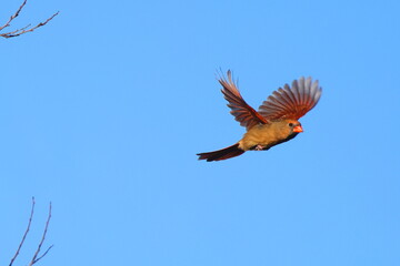 Fototapeta premium Female cardinal red bird inflight against blue winter background. 