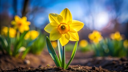 Obraz premium Vibrant Yellow Daffodil in Spring Bloom