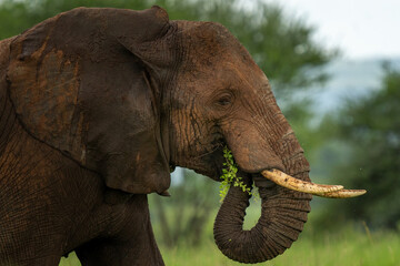 Close-Up of an Elephant Eating Fresh Greenery