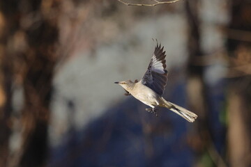 Mockingbird inflight against blurry background. 