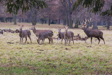 Sika deer - Cervus nippon, doe and mouflon in meadow and forest. Photo from wild nature