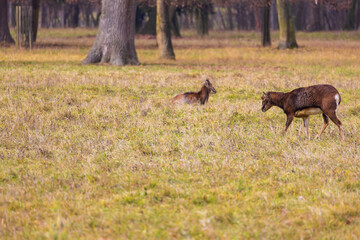 Sika deer - Cervus nippon, doe and mouflon in meadow and forest. Photo from wild nature