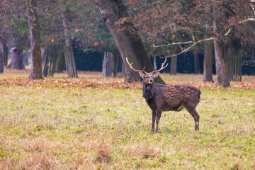 Sika deer - Cervus nippon, doe and mouflon in meadow and forest. Photo from wild nature