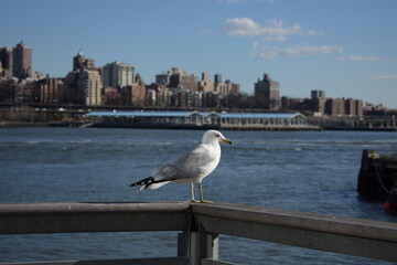 seagull on the pier