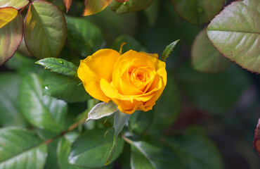 Obraz premium Uma bela e singela flor chamada rosa. A beleza da natureza. Bela flor. Bela rosa.