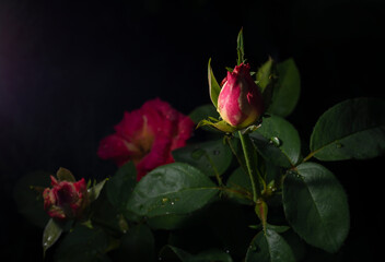 Fototapeta premium Uma bela e singela flor chamada rosa. A beleza da natureza. Bela flor. Bela rosa.