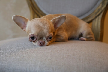 Mini Chihuahua dog on a chair, the dog is 1 year old