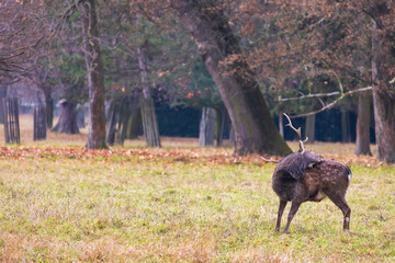 Sika deer - Cervus nippon, doe and mouflon in meadow and forest. Photo from wild nature