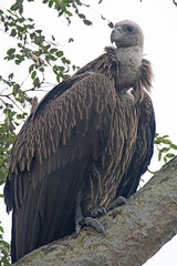 Himalayan Griffon Vulture