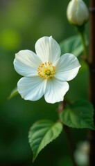 Obraz premium A delicate white dogrose flower on a trellis with vines, twine, flowers on garden trellis,
