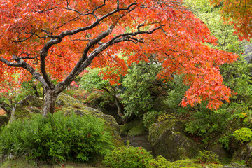 Red maple tree in a Japanese garden, Kyoto, Japan