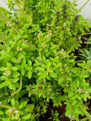 basil in the garden