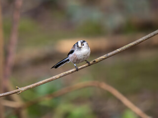 Long-tailed tit perched on a twig