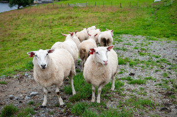 Fototapeta premium Sheep grazing on Norwegian land, Stad
