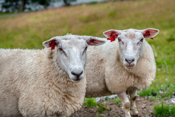 Sheep grazing on Norwegian land, Stad