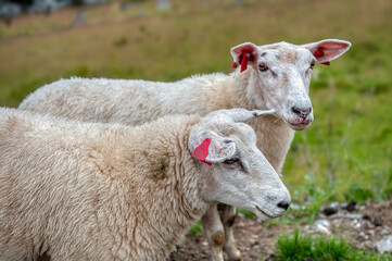 Sheep grazing on Norwegian land, Stad
