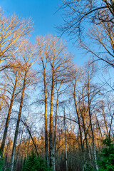 City Park Winter Trees