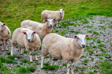 Obraz premium Sheep grazing on Norwegian land, Stad