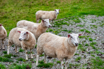 Sheep grazing on Norwegian land, Stad