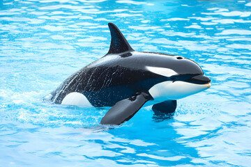 Orca or killer Whale Swimming underwater