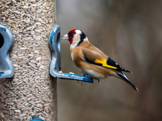 Goldfinch Feeding on a Birdfeeder