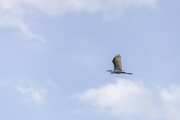 A great egret soars through the sky with its wings spread wide. The background is a soft blue sky with scattered white clouds, highlighting the elegance and grace of the bird in flight.