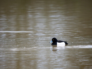 Male Tufted Duck Swimming on a Lake