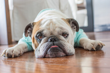 English bulldog pure breed dog 