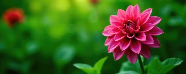 Obraz premium Lush greenery swaying around a majestic dahlia blossom, nature, leaves, flower