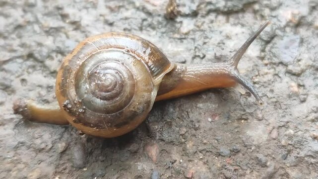 bush snail moving on the ground