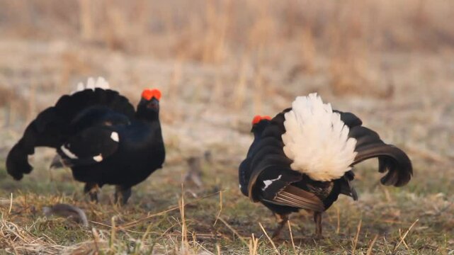 Two black grouse (Lyrurus tetrix) in fight